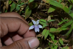 Viola betonicifolia